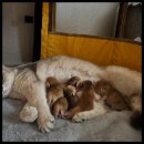 도레미캣 이미지