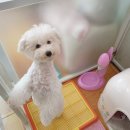 똥꼬발랄 이미지