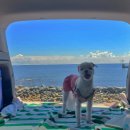 남원읍 공천포구 이미지