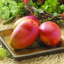 애플망고 재배법 이미지