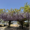 사회복지법인 여수애양병원 | 여수 봄꽃놀이 등나무꽃 명소 ‘여수 애양병원’