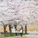 봄날씨 속에 벚꽃이 만개한 순성면 갈산리와 신성대학 앞의 풍경을 카메라에 담았다. 이미지