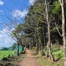 지미봉주차장 | 지미봉 지미오름 전체코스 난이도, 주차 소요시간 찐 후기