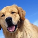 (주)조아렌트카 이미지