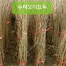 신천리슈퍼 이미지