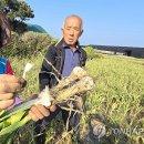 "마늘 농사 30년 만에 최악. 7∼8㎏ 나오는 밭에서 1∼2㎏뿐" | 연합뉴스 이미지