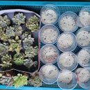 입면 만수2구 마을회관 | 곡성군 미래 교육재단/평생학습/웃음,노래,요가 심화반/종강/2023 09 16/보드미TV