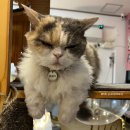 카페꽁냥 이미지