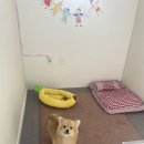 멍그니엘 애견호텔 경기광주점 이미지