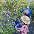 안평농장 이미지