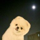 대박놀개 | 무인대관 가능한 애견운동장-대박놀개