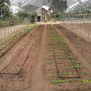 그린하우스 이미지