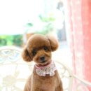 패션그루머 이미지