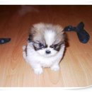 카리스마 이미지