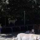 애견호텔 이미지