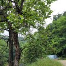 만수목장 이미지