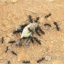 일개미