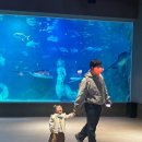 7144 | 대전 엑스포 아쿠아리움 3살 나들이 후기