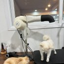 어서오시개냥 애견펜션 이미지