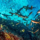 gc-camera-053 이미지