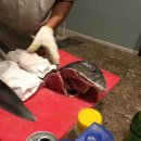 해바라기참치회 이미지