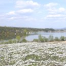 과수원 피스 이미지