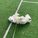 동그리아 | 평택 소사벌 애견미용 추천 스파 가능한 미용실 동그리아