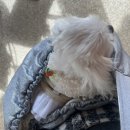 너븐 | 방울이랑 겨울 제주여행☃️ 서귀포 감귤밭카페 너븐