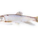 피라미다 이미지