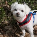 복터진강아지 이미지