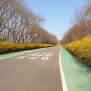 개나리길 이미지