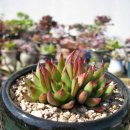 크라우스 이미지