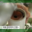 화분인간 이미지