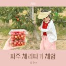 약산농장 | 파주 체리 따기 체험 약산체리원 당도 대박 후기