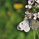 음악으로배우는영어 이미지