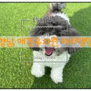 댕댕아리 이미지