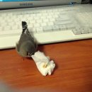 깜부PC 네이버블로그