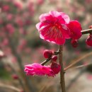 광양시립도서관 본관 | 광양 매화축제 날짜와 실시간 개화율 가기전 꼭 확인해야될것