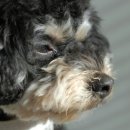 오르헬스케어 이미지