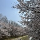 양재천 벚꽃 데이트 카페 에이리셉션 애플 크럼블 후기