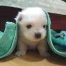 개귀여워 이미지