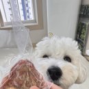 우애좋은형제 | 형제 우애도 버리게 만든 역대급 기호성! 강아지 돼지고기 수제간식 오간식돈너츠 솔직후기