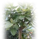 키우기 쉬운 식물- 고무나무 이미지