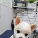 이쁘개 귀엽개 이미지