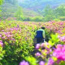 남원의 봉화산 철쭉 이미지