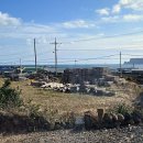 반려동물과함께하는#설렘 | 반려동물과 함께하는 우도, 잊지 못할 힐링 스테이 기록해요