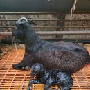 남원흑염소농장 2농장 이미지