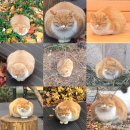 일 라고 이미지