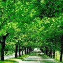 청주가로수길 이미지