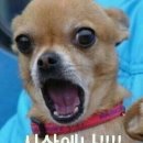 복 Daum카페